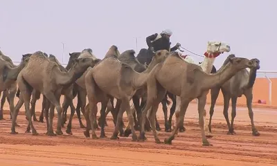 اخبار اليمن الان الحدث اليوم عاجل سبق