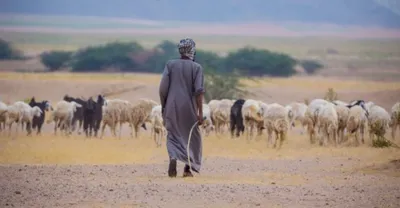 الجيل اخبار اليمن الان متحدث الغطاء النباتي مزايا المنظم اخبار اليمن الان الحدث اليوم عاجل الجيل