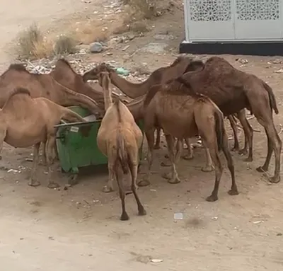 اخبار اليمن الان الحدث اليوم عاجل سبق