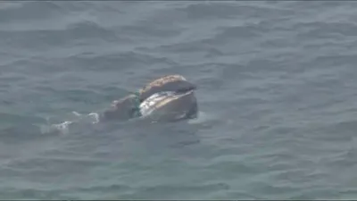 cnn عربي اخبار اليمن الان التقطته الكاميرا صائبا بالانقراض بأمريكا اخبار اليمن الان الحدث اليوم عاجل cnn عربي