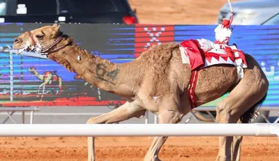 اخبار اليمن الان الحدث اليوم عاجل الجيل