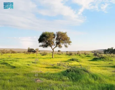 سبق اخبار اليمن الان العواصف الرملية بالتشجير والتجدد الطبيعي اخبار اليمن الان الحدث اليوم عاجل سبق