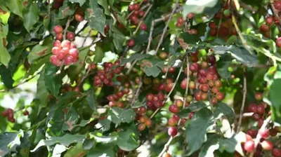 الجيل اخبار اليمن الان مختص زراعة البن زادت 400 اخبار اليمن الان الحدث اليوم عاجل الجيل