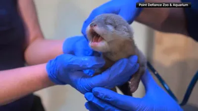 cnn عربي اخبار اليمن الان واشنطن ولادة آسيوي المخالب القلوب اخبار اليمن الان الحدث اليوم عاجل cnn عربي