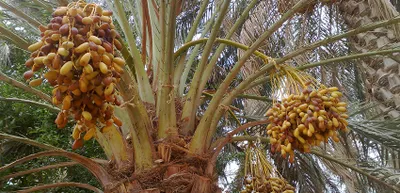 اخبار اليمن الان الحدث اليوم عاجل سبق