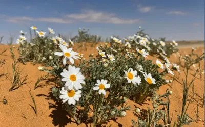 اخبار اليمن الان الحدث اليوم عاجل الجيل