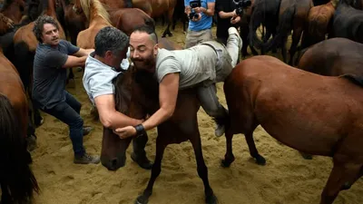 cnn عربي اخبار اليمن الان مصارعة الخيول البرية إسبانيا للحلاقة اخبار اليمن الان الحدث اليوم عاجل cnn عربي