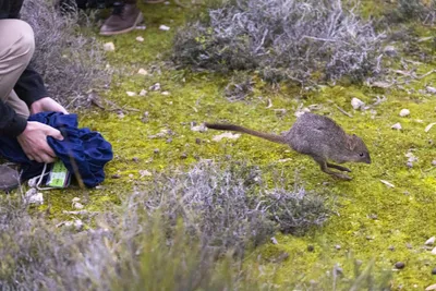 cnn عربي اخبار اليمن الان أشبه بكنغر الحيوان الانقراض أستراليا اخبار اليمن الان الحدث اليوم عاجل cnn عربي