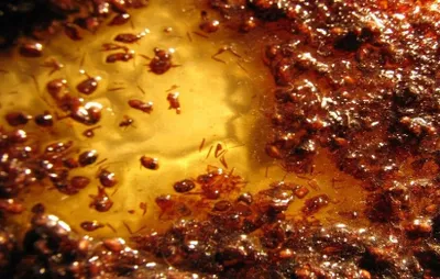 اليوم السابع اخبار اليمن الان الحكم سارقي بكينيا بالسجن غرامة اخبار اليمن الان الحدث اليوم عاجل اليوم السابع
