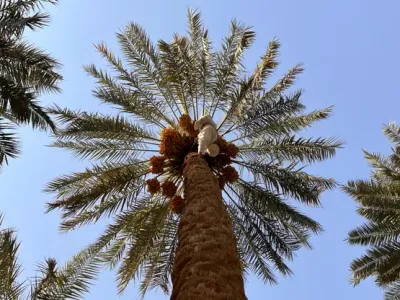 اخبار اليمن الان الحدث اليوم عاجل سبق