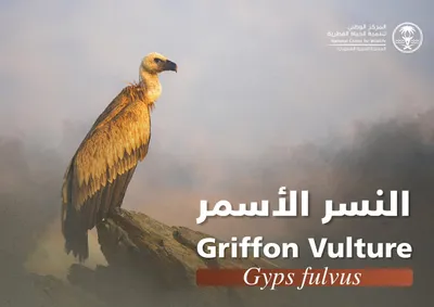 سبق اخبار اليمن الان الحياة الفطرية نسورا تكاثرها بالمملكة اخبار اليمن الان الحدث اليوم عاجل سبق