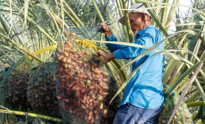 الجيل اخبار اليمن الان التطفيش لحماية النخيل المدينة المنورة اخبار اليمن الان الحدث اليوم عاجل الجيل