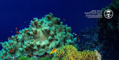 سبق اخبار اليمن الان الفطرية برنامجا السعودية الأنواع والغازية اخبار اليمن الان الحدث اليوم عاجل سبق