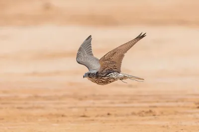 الجيل اخبار اليمن الان انطلاق مبادرة تصحيح الصقور بالمملكة اخبار اليمن الان الحدث اليوم عاجل الجيل