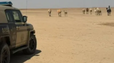 المواطن اخبار اليمن الان مواطن الإبل محمية الإمام عبدالعزيز اخبار اليمن الان الحدث اليوم عاجل المواطن