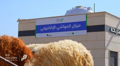سبق اخبار اليمن الان أسواق الماشية بالوزن العزيزية الآلية اخبار اليمن الان الحدث اليوم عاجل سبق