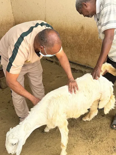 سبق اخبار اليمن الان ميدانية للتوعية المواشي وتعزيز الغذائي اخبار اليمن الان الحدث اليوم عاجل سبق