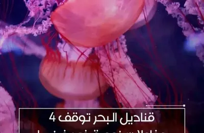 اخبار اليمن الان الحدث اليوم عاجل العاصفه نيوز