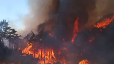 cnn عربي اخبار اليمن الان تلتهم الحرائق المستعرة الغابات والمزارع اخبار اليمن الان الحدث اليوم عاجل cnn عربي