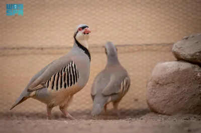 اخبار اليمن الان الحدث اليوم عاجل سبق