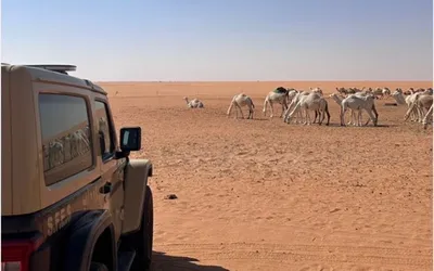 اخبار اليمن الان الحدث اليوم عاجل الجيل