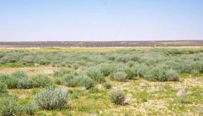 اخبار اليمن الان الحدث اليوم عاجل الجيل