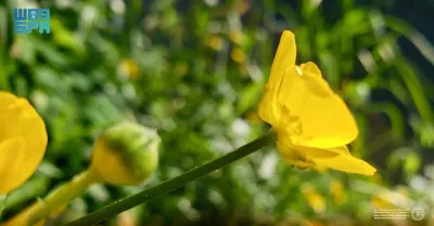 اخبار اليمن الان الحدث اليوم عاجل سبق