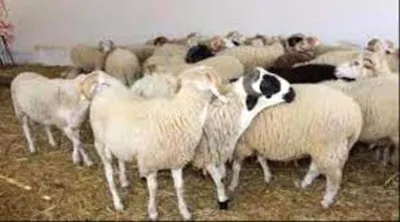 اخبار اليمن الان الحدث اليوم عاجل العاصفه نيوز