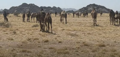 الجيل اخبار اليمن الان مخالفة مرعى الصهوة بالمدينة المنورة اخبار اليمن الان الحدث اليوم عاجل الجيل