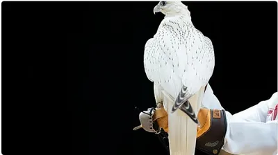 الجيل اخبار اليمن الان أغلى الليلة السابعة الصقور السعودي اخبار اليمن الان الحدث اليوم عاجل الجيل