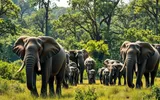 timesofindia اخبار اليمن الان zimbabwe elephants population distribute communities اخبار اليمن الان الحدث اليوم عاجل timesofindia