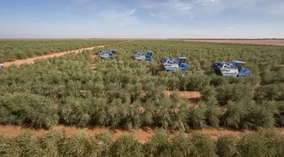 الجيل اخبار اليمن الان الفهيقي زراعة الزيتون بالجوف اقتصاديا اخبار اليمن الان الحدث اليوم عاجل الجيل