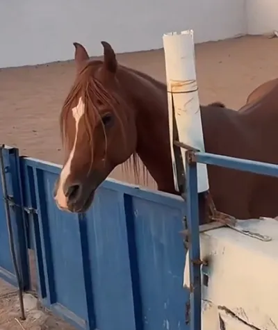 سبق اخبار اليمن الان الإرشاد الزراعي لتركيب مراوح الإسطبلات اخبار اليمن الان الحدث اليوم عاجل سبق