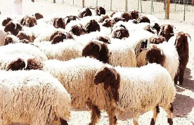 سبق اخبار اليمن الان للتقدير العشوائي الميزان الأضاحي الأضحى اخبار اليمن الان الحدث اليوم عاجل سبق