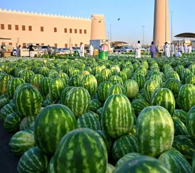 الجيل اخبار اليمن الان إقبال المتسوقين البطيخ رسميا الصيف اخبار اليمن الان الحدث اليوم عاجل الجيل
