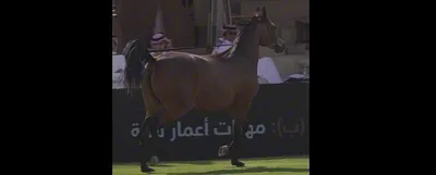 سبق اخبار اليمن الان عدد844 وتجربة منبهرة العماني بالرياض اخبار اليمن الان الحدث اليوم عاجل سبق