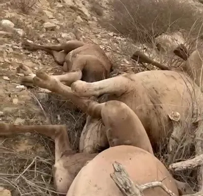 اخبار اليمن الان الحدث اليوم عاجل سبق