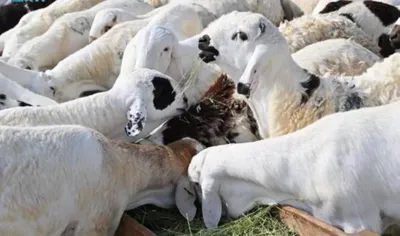 اخبار اليمن الان الحدث اليوم عاجل سبق