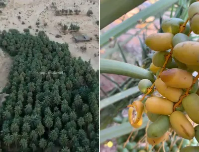 سبق اخبار اليمن الان بواكير الرطب نخيل الحريق شقراء اخبار اليمن الان الحدث اليوم عاجل سبق