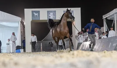 الجيل اخبار اليمن الان الخيول المشاركة الدولية العربية الأصيلة اخبار اليمن الان الحدث اليوم عاجل الجيل