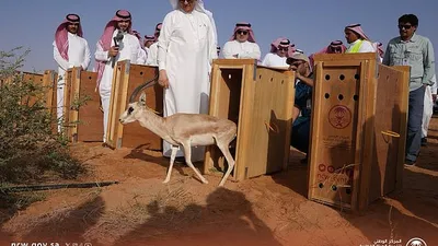 سبق اخبار اليمن الان المركز الوطني الفطرية بالانقراض الطبيعة اخبار اليمن الان الحدث اليوم عاجل سبق