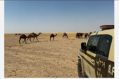 الجيل اخبار اليمن الان البيئة لارتكابه مخالفة عبدالعزيز الملكية اخبار اليمن الان الحدث اليوم عاجل الجيل