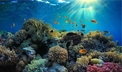 سبق اخبار اليمن الان المملكة الأحيائي البحري لحماية الاقتصاد اخبار اليمن الان الحدث اليوم عاجل سبق