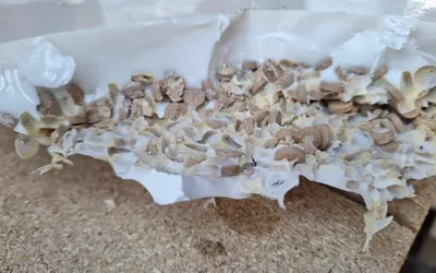 الجيل اخبار اليمن الان الداخلية إمفيتامين بالتنسيق الجمارك اللبنانية اخبار اليمن الان الحدث اليوم عاجل الجيل