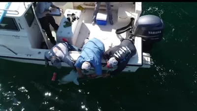 cnn عربي اخبار اليمن الان أسماك البيضاء الكبيرة تتكاثر تتبعها اخبار اليمن الان الحدث اليوم عاجل cnn عربي