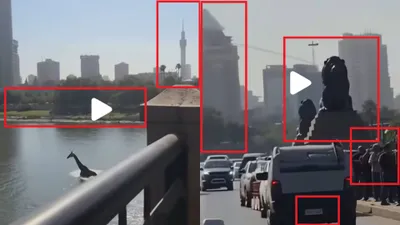 cnn عربي اخبار اليمن الان زرافة النيل وإنقاذها بمروحية الفيديو اخبار اليمن الان الحدث اليوم عاجل cnn عربي