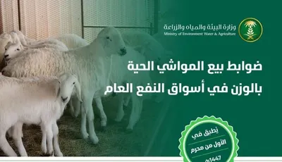 اخبار اليمن الان الحدث اليوم عاجل الجيل
