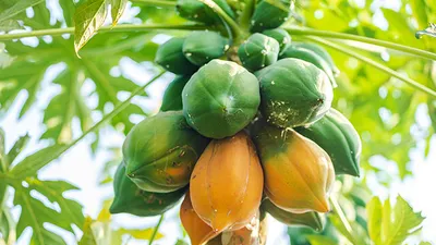 اخبار اليمن الان الحدث اليوم عاجل سبق