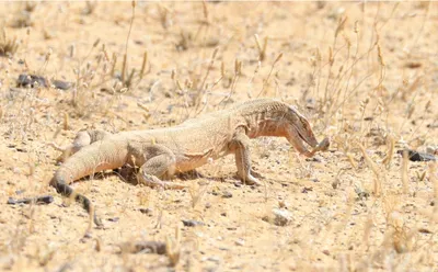 سبق اخبار اليمن الان الصحراوي التوازن البيئي عبدالعزيز الملكية اخبار اليمن الان الحدث اليوم عاجل سبق