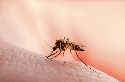 سبق اخبار اليمن الان ارتفاع الإصابات الضنك المحيط الهادئ اخبار اليمن الان الحدث اليوم عاجل سبق